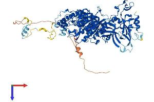 AlphaFold protein structure predicition of Human Recombinant CMTR1 Protein, UniprotID Q8N1G2