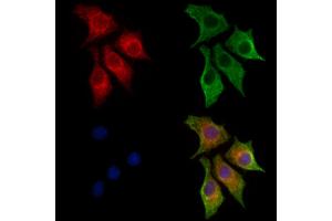 ABIN7094387 and ABIN7098434 staining HepG2 cells by IF/ICC. (NECAP1 anticorps  (N-Term))