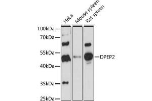 Western blot analysis of extracts of various cell lines, using DPEP2 antibody (ABIN7266781) at 1:1000 dilution. (DPEP2 anticorps  (AA 400-463))