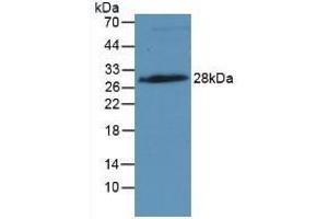 Detection of IGFBP4 in Rat Placenta Tissue using Monoclonal Antibody to Insulin Like Growth Factor Binding Protein 4 (IGFBP4)
