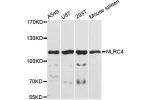 Western blot analysis of extracts of various cell lines, using NLRC4 antibody. (NLRC4 anticorps)