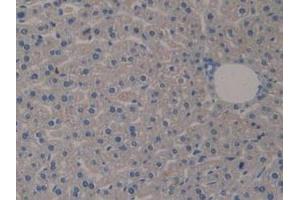 IHC-P analysis of Mouse Liver Tissue, with DAB staining. (Klotho anticorps  (AA 516-955))