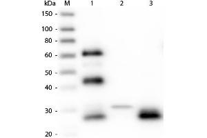 Western Blot of Anti-Chicken IgG F(ab')2 (RABBIT) Antibody . (Lapin anti-Poulet IgG (F(ab')2 Region) Anticorps - Preadsorbed)