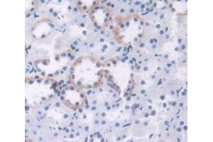 IHC-P analysis of Rat Tissue, with DAB staining. (Adrenomedullin anticorps  (AA 27-184))