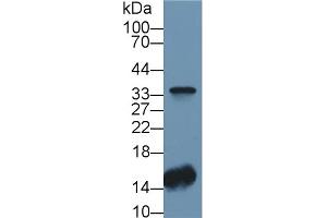 Detection of CA4 in Human Lung lysate using Polyclonal Antibody to Carbonic Anhydrase IV (CA4) (CA4 anticorps  (AA 19-283))