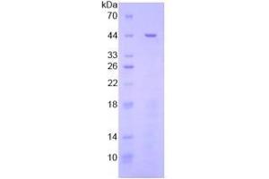 SDS-PAGE analysis of General STAT3 Protein. (STAT3 Protéine)