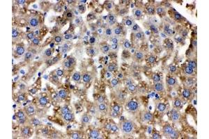 IHC testing of FFPE mouse liver with Catalase antibody. (Catalase anticorps)