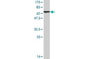 Western Blot detection against Immunogen (63.