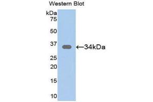 Western Blotting (WB) image for anti-Secreted Frizzled-Related Protein 1 (SFRP1) (AA 32-314) antibody (ABIN3203482) (SFRP1 anticorps  (AA 32-314))
