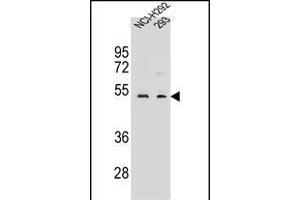 WDR86 Antibody (C-term) (ABIN656453 and ABIN2845737) western blot analysis in NCI-,293 cell line lysates (35 μg/lane). (WDR86 anticorps  (C-Term))