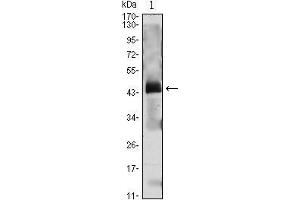 Western Blot showing PTH antibody used against PTH (AA: 1-115)-hIgGFc transfected HEK293 cell lysate. (PTH anticorps  (AA 1-115))