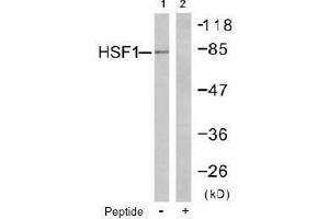 Image no. 1 for anti-Heat Shock Factor Protein 1 (HSF1) (Ser303) antibody (ABIN197514) (HSF1 anticorps  (Ser303))