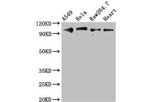 Western Blot Positive WB detected in: A549 whole cell lysate, Hela whole cell lysate, RAW264. (TLR5 anticorps  (AA 682-850))