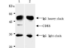 Western Blotting (WB) image for anti-Cyclin-Dependent Kinase 6 (CDK6) antibody (ABIN487480) (CDK6 anticorps)
