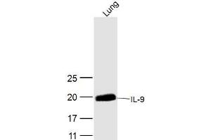 Mouse lung lysates probed with IL-9 Polyclonal Antibody, Unconjugated  at 1:300 dilution and 4˚C overnight incubation. (IL-9 anticorps  (AA 21-120))