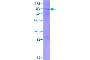 Image no. 1 for Lactate Dehydrogenase D (LDHD) (AA 1-507) protein (GST tag) (ABIN1309275)
