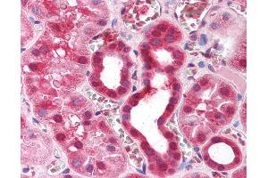 Anti-ZFP36 antibody IHC of human kidney.