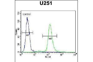 Flow cytometric analysis of U251 cells (right histogram) compared to a negative control cell (left histogram). (Acap3 anticorps  (N-Term))