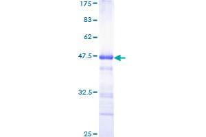 Image no. 1 for Zinc Finger Homeobox 3 (ZFHX3) (AA 2811-2910) protein (GST tag) (ABIN1325730) (ZFHX3 Protein (AA 2811-2910) (GST tag))