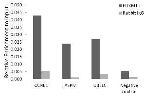 Chromatin immunoprecipitation analysis of extracts of 293T cells, using FOXM1 antibody (ABIN3023678, ABIN3023679, ABIN3023680, ABIN1679892 and ABIN6219567) and rabbit IgG.