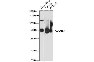 Western blot analysis of extracts of various cell lines, using GUCY1B3 antibody. (GUCY1B3 anticorps)