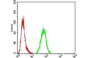 Flow cytometric analysis of Hela cells using S100B mouse mAb (green) and negative control (red).