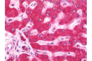 Anti-IKBKE / IKKI / IKKE antibody IHC staining of human liver.