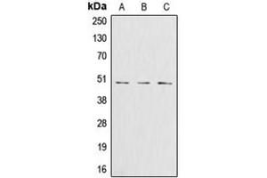Western blot analysis of Glutamine Synthetase expression in Jurkat (A), HeLa (B), HT29 (C) whole cell lysates. (GLN1 anticorps  (Center))