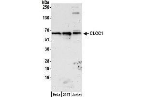 Western Blotting (WB) image for anti-Chloride Channel CLIC-Like 1 (CLCC1) (AA 425-475) antibody (ABIN7449187)