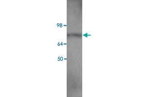 Western blot analysis of HEK293 cell lysate with EIF2C2 polyclonal antibody  at 1 : 400 dilution. (AGO2 anticorps  (C-Term))