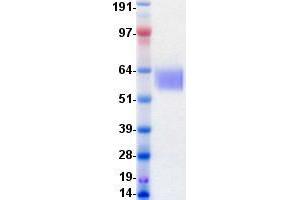 Validation with Western Blot