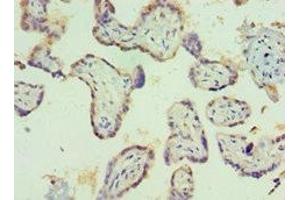 Immunohistochemistry of paraffin-embedded human placenta tissue using ABIN7150963 at dilution of 1:100