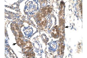 SLC17A2 antibody was used for immunohistochemistry at a concentration of 4-8 ug/ml to stain Epithelial cells of renal tubules (arrows) in Human Kidney. (SLC17A2 anticorps)