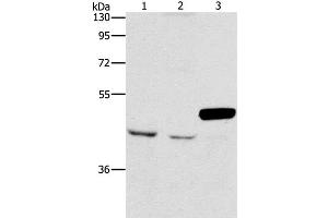Western Blot analysis of A172 and K562 cell, Mouse pancreas tissue using ARMCX3 Polyclonal Antibody at dilution of 1:900 (ARMCX3 anticorps)