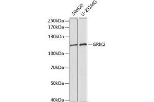 Western blot analysis of extracts of various cell lines, using GRIK2 antibody (ABIN3022674, ABIN3022675, ABIN3022676 and ABIN6219084) at 1:1000 dilution. (GRIK2 anticorps  (AA 30-300))