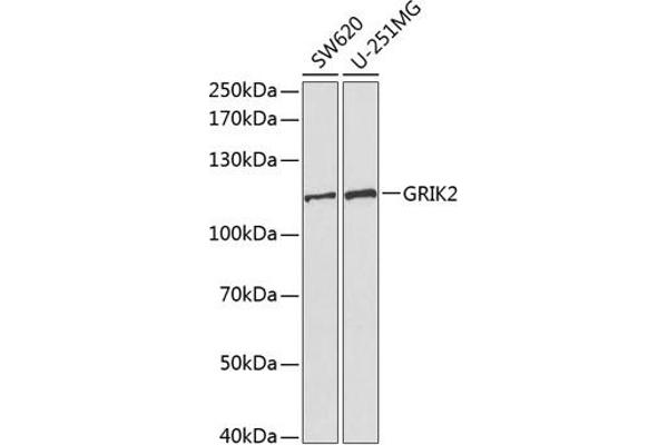 GRIK2 anticorps  (AA 30-300)