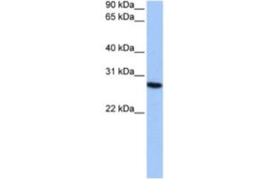 Western Blotting (WB) image for anti-Proteasome Subunit alpha 6 (PSMA6) antibody (ABIN2462130) (PSMA6 anticorps)