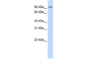 WB Suggested Anti-ZNF540 Antibody Titration:  0. (ZNF540 anticorps  (Middle Region))