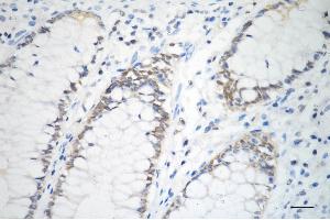 anti-Protein Kinase, DNA-Activated, Catalytic Polypeptide (PRKDC) antibody