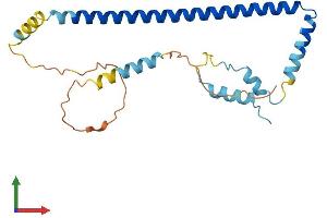 AlphaFold protein structure predicition of Human Recombinant CLTB Protein, UniprotID P09497