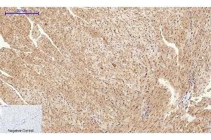 Immunohistochemical analysis of paraffin-embedded mouse heart tissue.