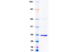 Validation with Western Blot
