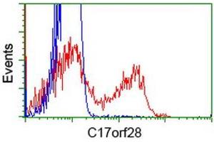 HEK293T cells transfected with either RC206740 overexpress plasmid (Red) or empty vector control plasmid (Blue) were immunostained by anti-C17orf28 antibody (ABIN2452865), and then analyzed by flow cytometry. (HID1/DMC1 anticorps)