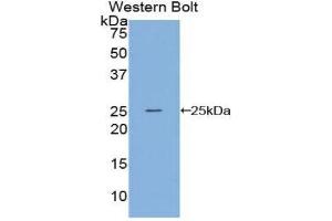 Western Blotting (WB) image for anti-Sprouty Homolog 3 (SPRY3) (AA 88-281) antibody (ABIN1860626) (SPRY3 anticorps  (AA 88-281))