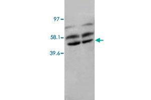 Western Blot analysis of PPP2CA expression from rat kidney tissue lyate with PPP2CA polyclonal antibody . (PPP2CA anticorps  (N-Term))