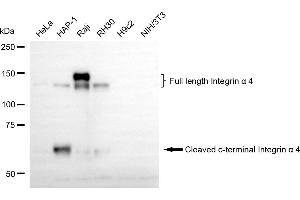 Western blotting analysis using integrin α4 antibody (ABIN7800942). (Recombinant ITGA4 anticorps)