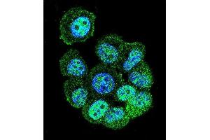 Confocal immunofluorescent analysis of RACG Antibody (N-term) 1461a with MCF-7 cell followed by Alexa Fluor 488-conjugated goat anti-rabbit lgG (green).