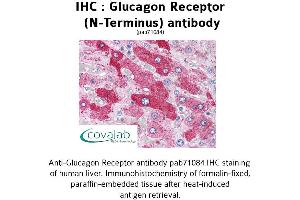 Image no. 1 for anti-Glucagon Receptor (GCGR) (Extracellular Domain), (N-Term) antibody (ABIN1734755) (Glucagon Receptor anticorps  (Extracellular Domain, N-Term))