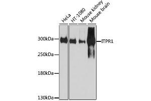 Western blot analysis of extracts of various cell lines, using ITPR1 antibody. (ITPR1 anticorps  (AA 1850-1950))
