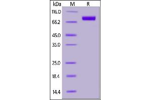 Human Siglec-10, His Tag on  under reducing (R) condition. (SIGLEC10 Protein (AA 17-546) (His tag))
